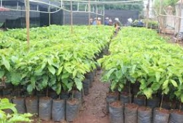 Hơn 15 triệu cây cà phê giống đến với nông dân Tây Nguyên