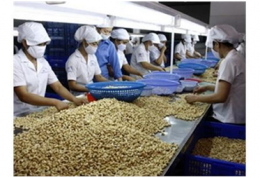 Xuất khẩu điều của Việt Nam tăng 18,3% giá trị sau 11 tháng