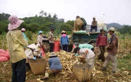Bắp nhập khẩu ‘đè bẹp’ bắp nội, dân bắt đầu chán trồng bắp