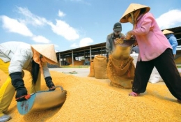 Bàn tay Trung Quốc trong chiến lược gạo Campuchia: Ép gạo Việt?