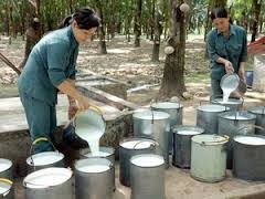 10 tháng xuất khẩu cao su gần 1,3 tỷ USD