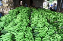 Cơ hội đẩy mạnh xuất khẩu chuối
