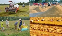 Xuất khẩu gạo giảm hơn 16%, lượng hàng tồn kho vẫn đứng ở mức cao