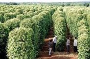 Giải pháp phát triển hồ tiêu bền vững