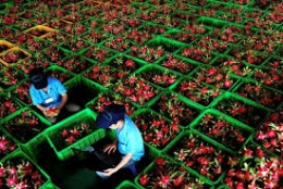 Trái cây Việt rộng đường xuất khẩu