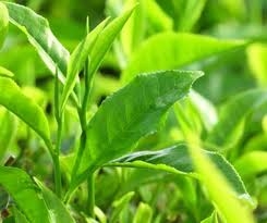 Trong năm 2014 tiêu thụ chè của UAE tăng