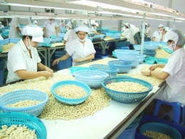 Hạt điều xuất khẩu tăng cả về lượng và kim ngạch