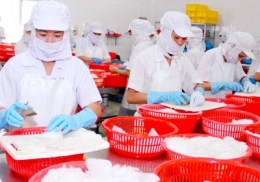 Mực, bạch tuộc xuất khẩu tăng