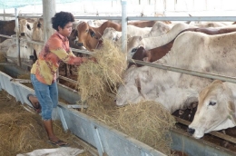 Thị trường bò thịt nhập khẩu vào Việt Nam từ Úc tăng mạnh