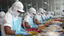 Xuất khẩu bạch tuộc, mực tăng trưởng khá sang thị trường EU