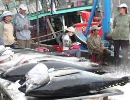 Xuất khẩu cá ngừ cả năm ước đạt 505 triệu USD.