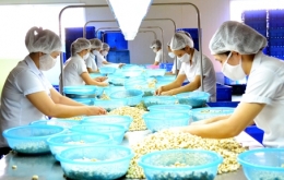 XUẤT KHẨU ĐIỀU NHÂN: ĐỘT PHÁ THỊ TRƯỜNG THẾ GIỚI