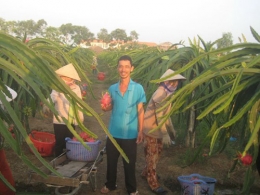 Chuối, thanh long xuất sang Trung Quốc bị cảnh báo