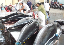 Xuất khẩu cá ngừ giảm mạnh