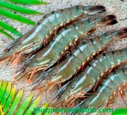 Hàn Quốc kiểm tra toàn bộ sản phẩm tôm đông lạnh Việt Nam