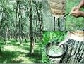 Hoạt động nghiên cứu & phát triển (R&D) giúp nâng cao tính cạnh tranh của cao su thiên nhiên so với cao su tổng hợp