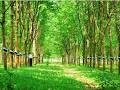 Xuất khẩu cao su thiên nhiên của Campuchia liên tục tăng
