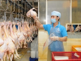 Thịt gà chế biến của Việt Nam có thể được xuất khẩu sang Nhật Bản