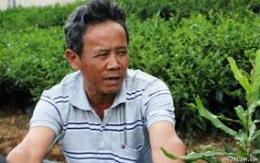 Nông dân Đà Lạt làm giàu với chè ô long