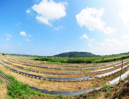Những nông sản khiến nông dân điêu đứng trong 3 tháng qua