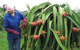 Cây ăn quả đón đầu TPP