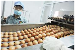 Ấn Độ ban hành kết luận điều tra chống bán phá giá mặt hàng pin khô AA nhập khẩu từ Trung Quốc và Việt Nam