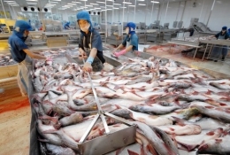 Xuất khẩu cá tra gặp khó do nhiều rào cản