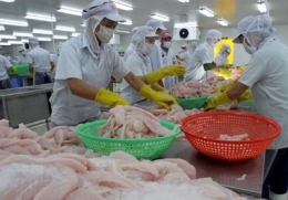 Vướng rào kỹ thuật, cá tra sang Mỹ và EU giảm