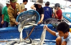 Thủy sản vào EU: Còn nhiều rào cản