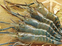 Thủy sản hội nhập 2015: Cơ hội và thách thức