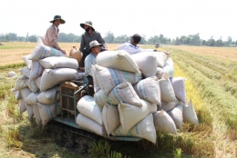 Tại sao giá gạo xuất khẩu Việt Nam thấp nhất thế giới?
