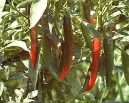 Xuất khẩu ớt sang Nhật Bản