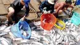 Thị trường xuất khẩu cá tra: Cần tổ chức lại một cách căn cơ