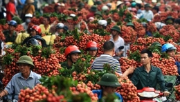Vải thiều có thể xuất sang Australia vào năm 2015
