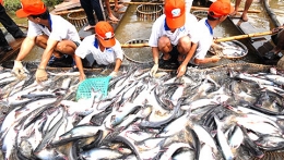 Xuất khẩu cá tra sẽ được hưởng lợi từ FTA