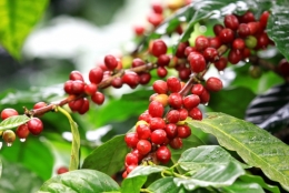 Tình hình nhập khẩu cà phê của Ma rốc trong những năm gần đây