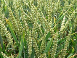 Nga tăng cường xuất khẩu ngũ cốc