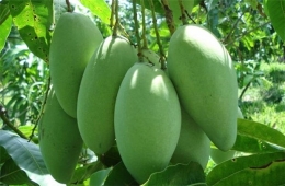Cơ hội xuất khẩu quả vào thị trường Úc và Hàn Quốc