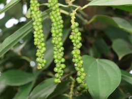 Thị trường xuất khẩu hồ tiêu Việt Nam
