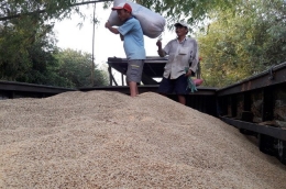 Trung Quốc mua 50% gạo xuất khẩu của VN