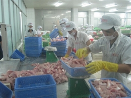Xuất khẩu cá tra chưa bị ảnh hưởng bởi Farm Bill.