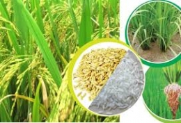 Xuất khẩu gạo không quá lo thị trường