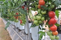 Kỳ vọng rau quả Việt Nam xuất khẩu năm 2016