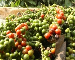 Xuất khẩu hạt tiêu 2 tháng đầu năm 2016