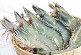 Tôm tăng giá kỷ lục: Người mừng, kẻ lo
