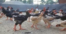 Tây Ninh xuất sang Campuchia 10.000 con gà sạch mỗi ngày