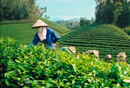 Xuất khẩu chè thuộc Tốp 5 thế giới nhưng giá thấp nhất là do đâu?