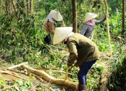 Thị trường dăm gỗ ấm lại, giá gỗ rừng trồng đang tăng