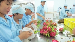 Xuất khẩu trái cây: “Mỏ vàng” chưa khai phá hết