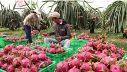 Bộ Công Thương: Giá thanh long xuất khẩu 18.000 đồng/kg